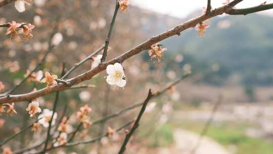 梅花-山间-冬日