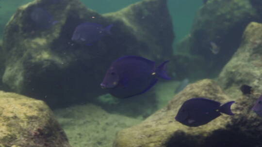海底岩石里穿梭的鱼群视频素材模板下载