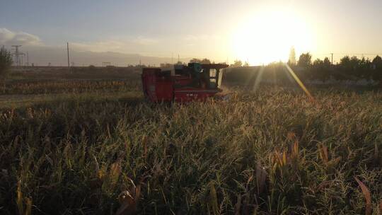 夕阳中收割机在乡间田里收割玉米