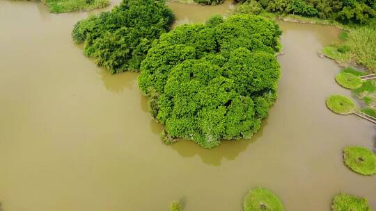 广州市湿地公园自然保护湿地日航拍
