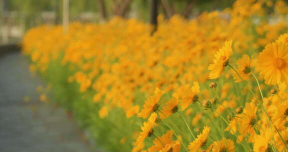 夏日阳光穿透花草手拂花朵