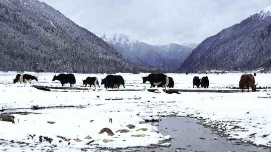 西藏林芝市巴松措，在雪地森林行走的牦牛