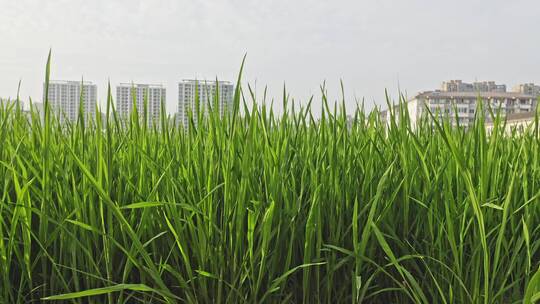 城市建筑与农田自然风光