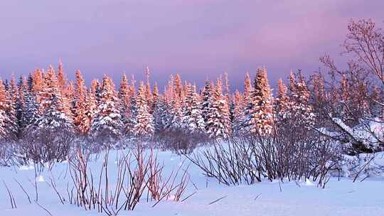 日落夕阳余晖下白雪皑皑的森林