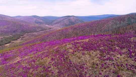 大兴安岭杜鹃花