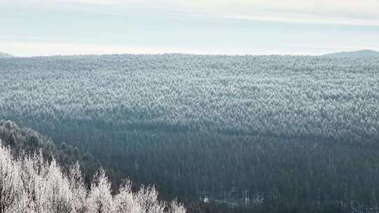 航拍大兴安岭不冻河雪景林海雾凇合集