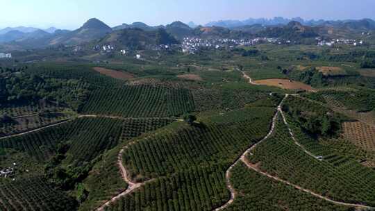 广西桂林阳朔百里新村金桔种植基地视频素材模板下载