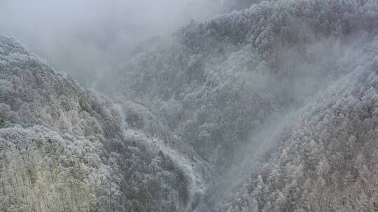 森林-航拍森林-大自然森林云雾-云海雪景