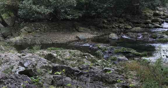 森林山涧溪流 浙东小九寨 白岩溪 芝林景区