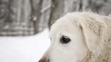 狗，寻找，寻回犬，下雪高清在线视频素材下载