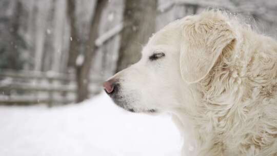 狗，寻找，寻回犬，下雪