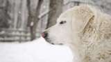狗，寻找，寻回犬，下雪高清在线视频素材下载