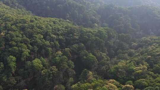 树林森林热带雨林高山森林