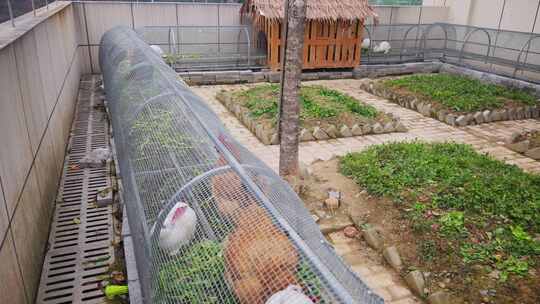 学校楼顶的空中养殖场鸡兔在笼子里研学基地