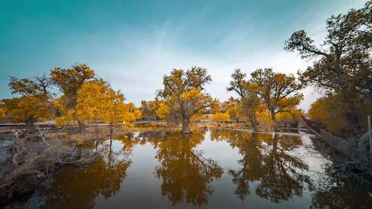 额济纳胡杨林小火车内蒙古风景秋天胡杨