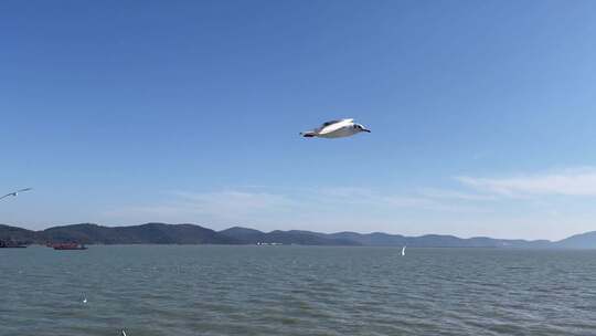 海面飞翔的海鸥