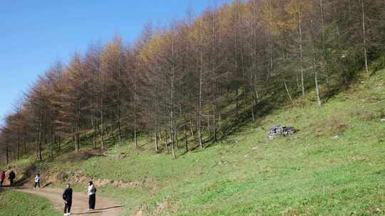 湖北恩施大山顶林区原始森林唯美风景