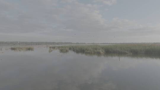 美丽中国-生态湿地湿地鸟群