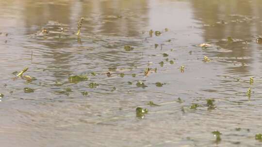 水草水体植物富营养化净化