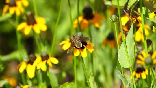 蜜蜂采蜜 蜜蜂 蜜蜂采花