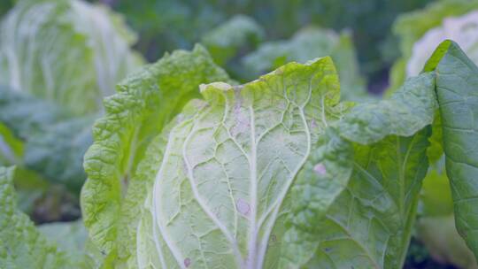 农村地里绿色蔬菜大白菜有害虫