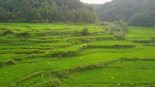 夏季绿色的水稻田