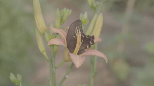 黑色蝴蝶在萱草花中采蜜LOG
