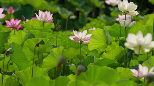 荷花 莲花 夏天