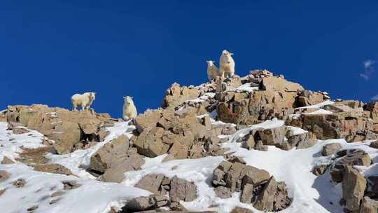 落基山山羊站地面比利保姆孩子家庭跺脚国王