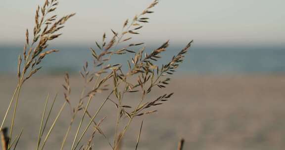 海边小草野草