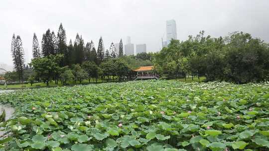 深圳洪湖公园观赏荷花