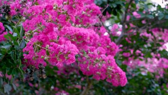 紫薇花特写