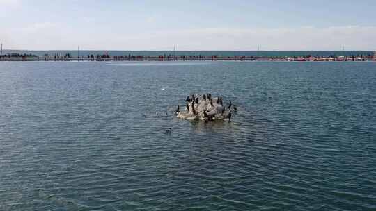 青海海南青海湖碧水飞鸟航拍视频