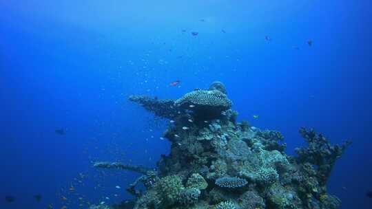 水下海洋热带生物