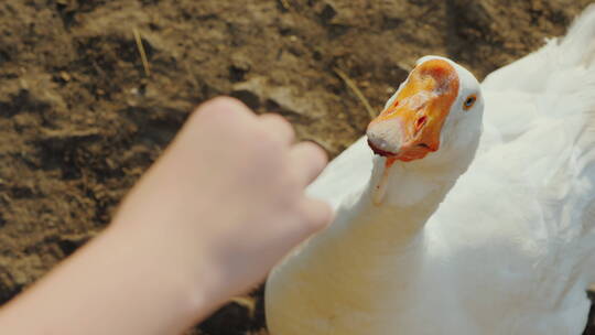 农民给一个大白鹅喂食
