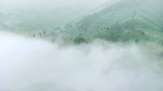 航拍茶山 茶山清晨云雾  云雾茶 茶山宣传片
