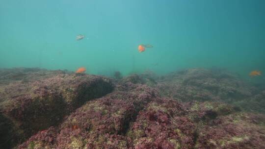 海底海草鱼类海洋生物