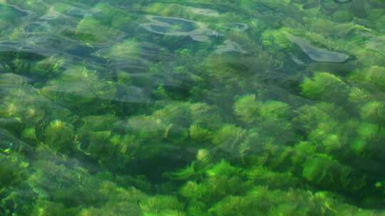 水草绿水透明水质溪流