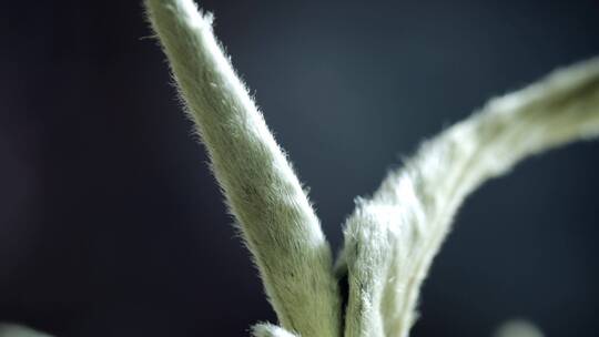 白茶泡茶喝茶品茶茶艺倒茶冲泡茶文化