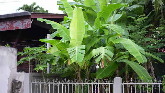 香蕉树芭蕉树围栏栏杆乡村民居酒店客栈