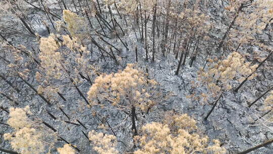 野火后被灰烬层覆盖的森林地面和烧焦的死植