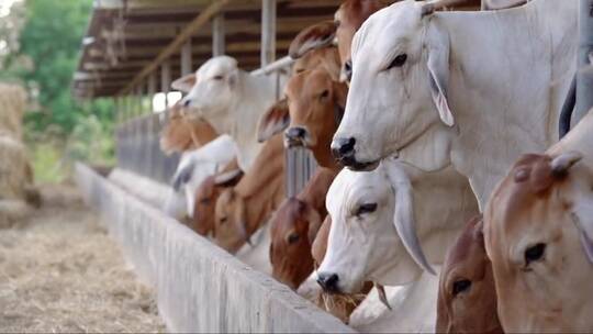 畜牧业。牛栏里的棕色和白色奶牛
