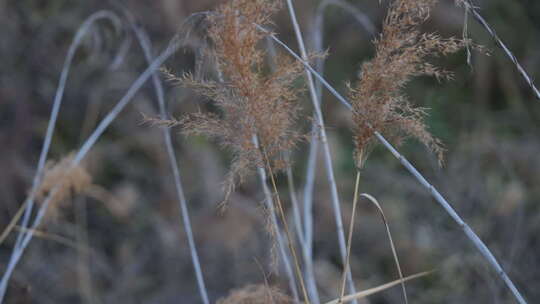 芦苇 禾本科 花 干芦苇 被子植物 芦苇毛