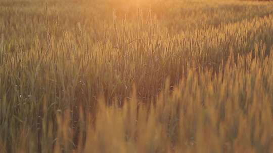 阳光下成熟的金黄色小麦