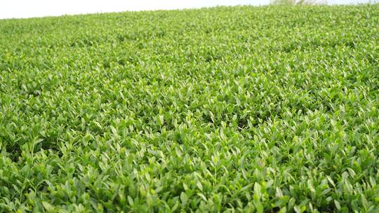 安溪茶园茶树茶叶特写绿色植物风景自然生态