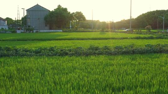 在阳光下充满希望绿色的稻田视频素材模板下载