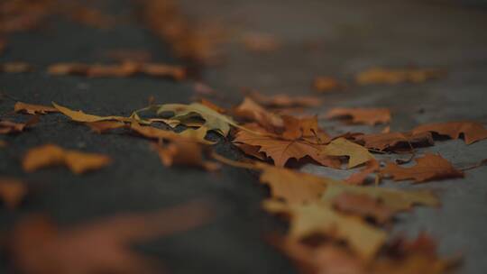 秋雨后的落叶