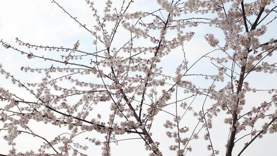 春天阳光下的樱花花朵