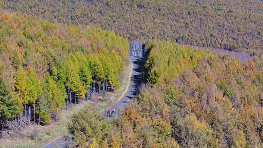 4k航拍内蒙古大兴安岭山中行驶的车辆