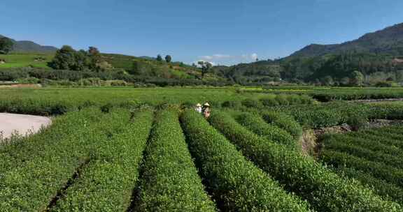 茶叶茶园武夷山茶庄大自然茶园